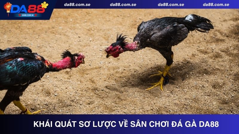 Khái quát sơ lược về sân chơi đá gà DA88
